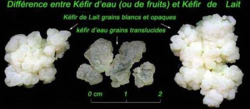 Le kéfir de fruits en détail