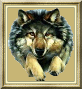 Album - wolfs1