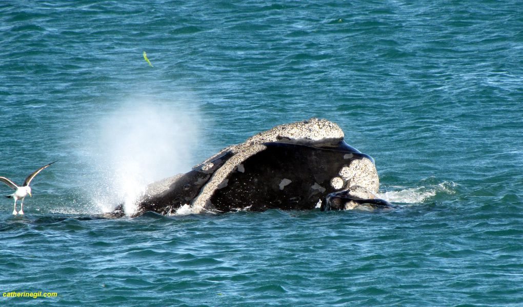 Album - Argentine---Baleines