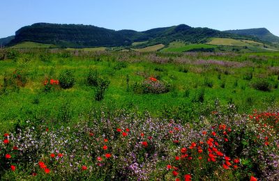 A Proximité de Lauras, Roquefort, Sud Aveyron