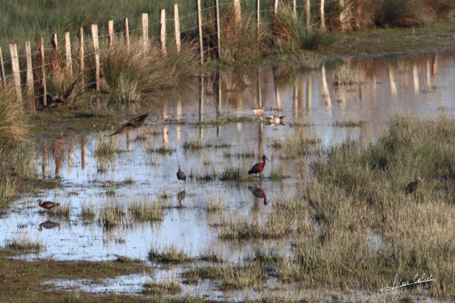 Ibis falcinelle