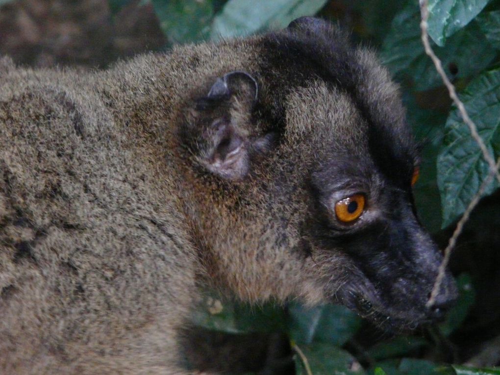 Album - Mayotte