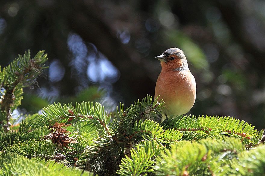 Album - Faune-Oiseau-7