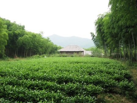 Mon meilleur pote chinois m'avait proposé de l'accompagner lui et ses collègues de boulot du coté d'Anji dans la province du Zhejiang, réputé pour ses collines et fôrets de bambou aillant servi de décort pour de nombreux films chinois...