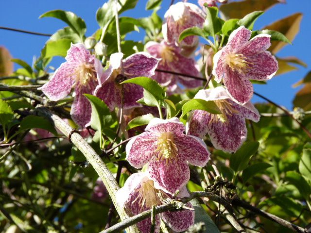 Album - Clematites et Grimpantes