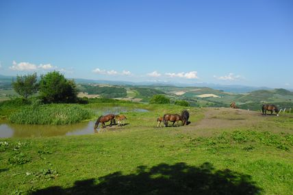 Les Chevaux de pure race auvergnate