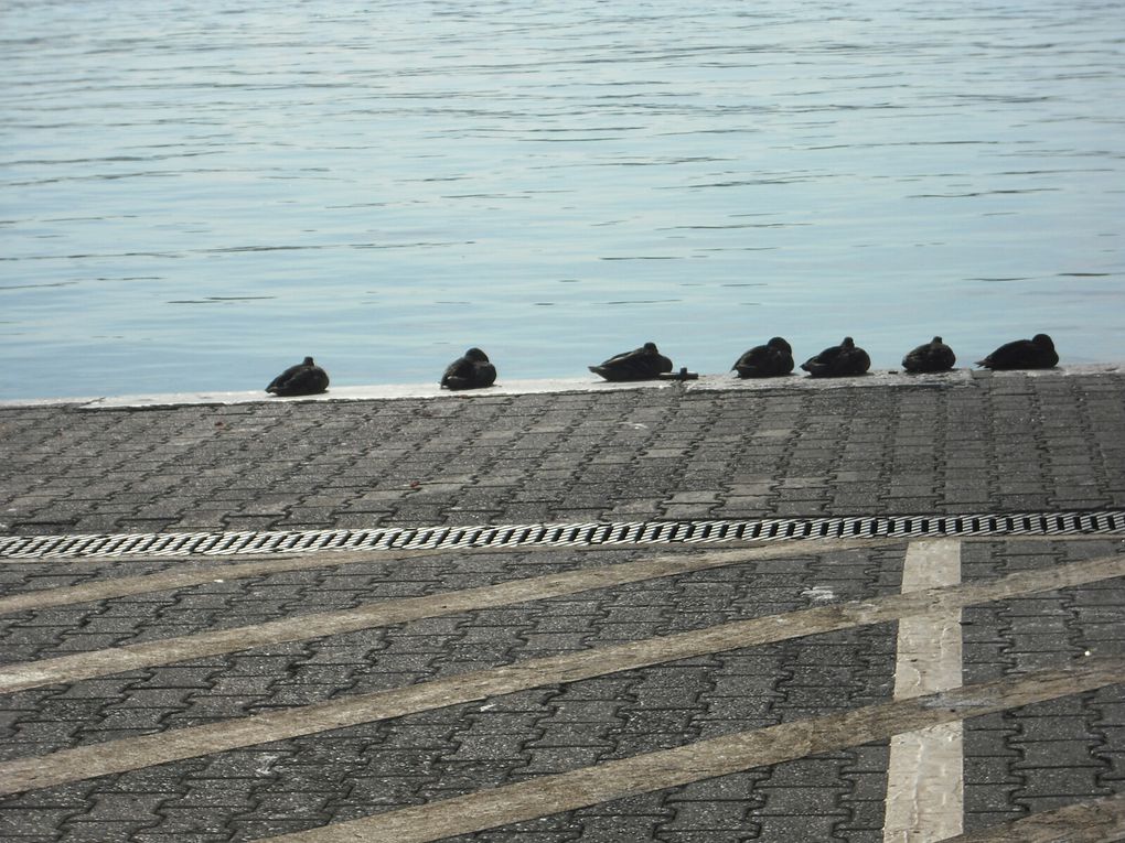 Les Bains des Pâquis à Genève