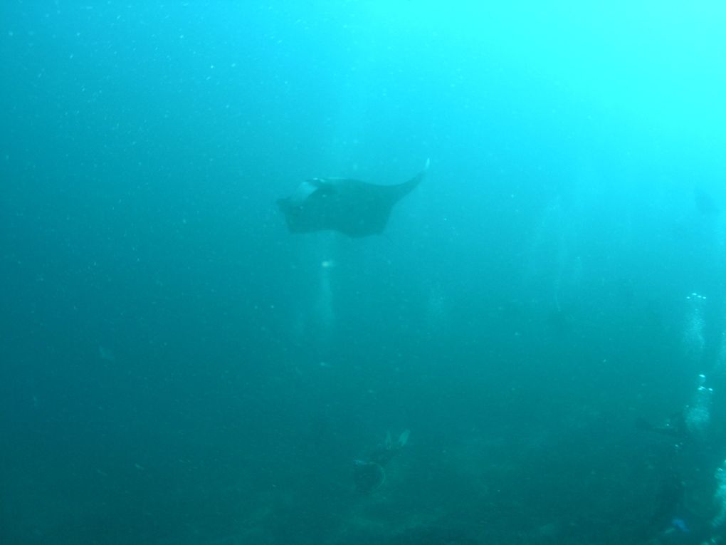 Safari mit der White Manta auf den Similan Island
18.01. - 22.01.2010