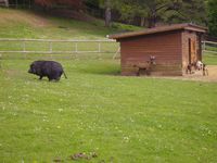 Il y a aussi de beaux animaux à voir au siège de la communauté de communes d'Eure Madrie Seine! 2 petits spectacles évoqués en fin de chronique en affiche... 