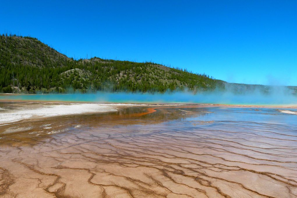 Voici quelques photos de ce MAGNIFIQUE parc national qu'est Yellowstone. Animaux sauvages, canyon, geysers, .... c'était juste splendide!