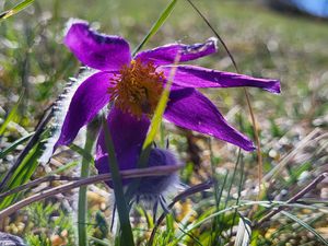 L'anémone pulsatille ou coquerelle (Pulsatilla vulgaris Mill.). Photo : Jean-Louis Schmitt (Cliquez pour agrandir)