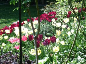 Tapis multicolore de Tulipes !