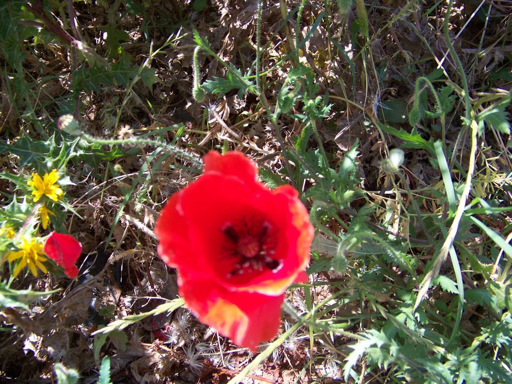 Mes photos prises lors de mes promenades dans ma ville ou ailleurs, fleurs des champs, roses, plantes, arbres... 