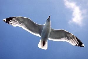 proverbes du goeland ?????