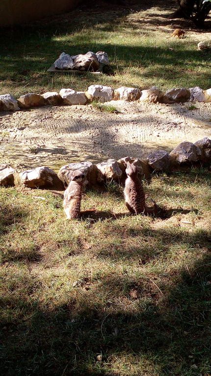 Les suricates et une des 2 femelles panda roux