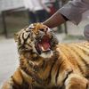Le tigre en Chine :
