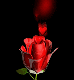 Le bouton de rose