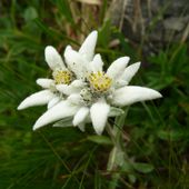 Edelweiss - Le blog de entre-semnoz-et-cheran-gruffy et de ses botanistes