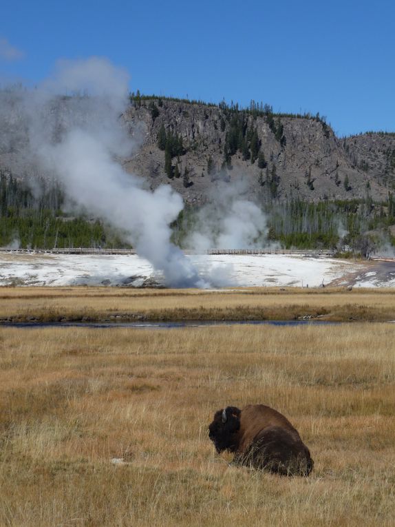 Album - 15.Yellowstone (Wyoming-octobre)