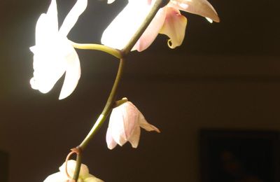  L'orchidée blanche - Photom@rie 2006