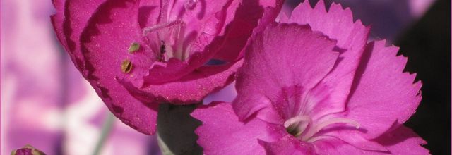 Dianthus alpinus