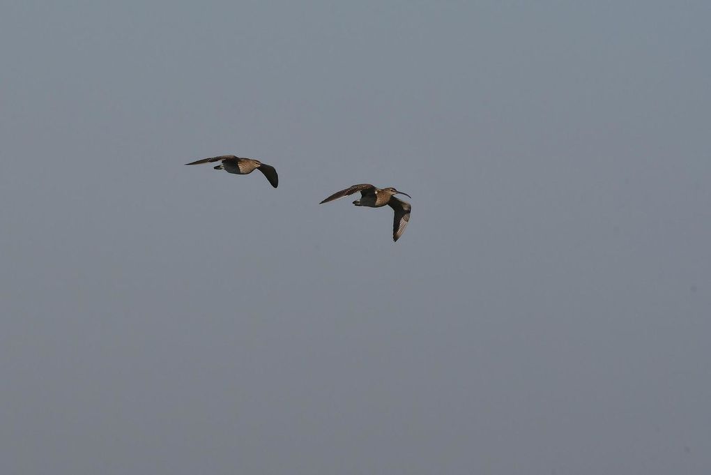 Courlis corlieu (Numenius phaeopus).