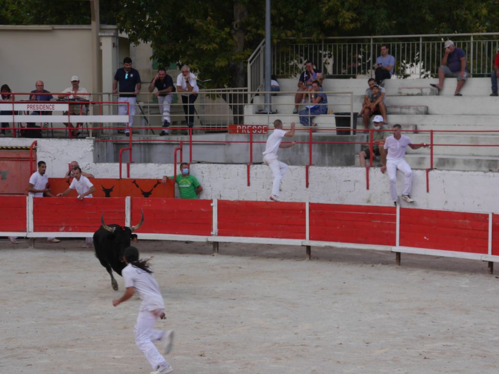 course de taureaux jeunes le 18 septembre 2020