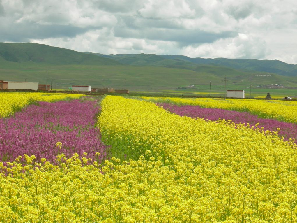 En remontant le Fleuve jaune (été 2012) : Mongolie intérieure, Ningxia, Gansu, Qinghai, Sichuan, Shaanxi.