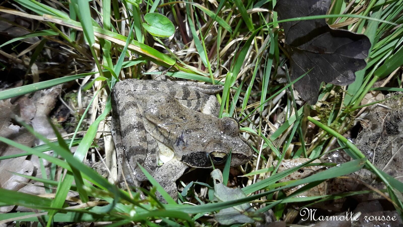 Une grenouille agile "faisait la morte" dans l'herbe. Nous avons failli l'écraser!