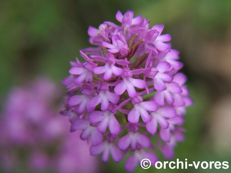 Les orchidées de crussol mai 2011