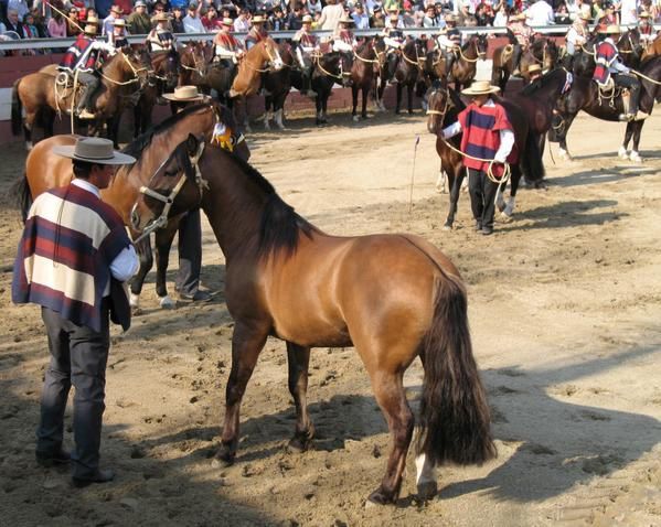 Album - (1) Chevaux et Rodéo Chilien