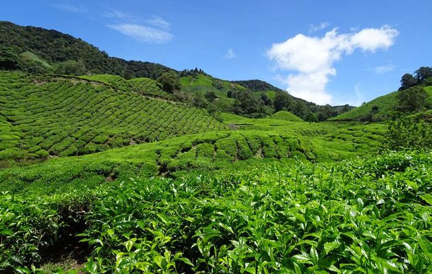 Les Cameron Highlands