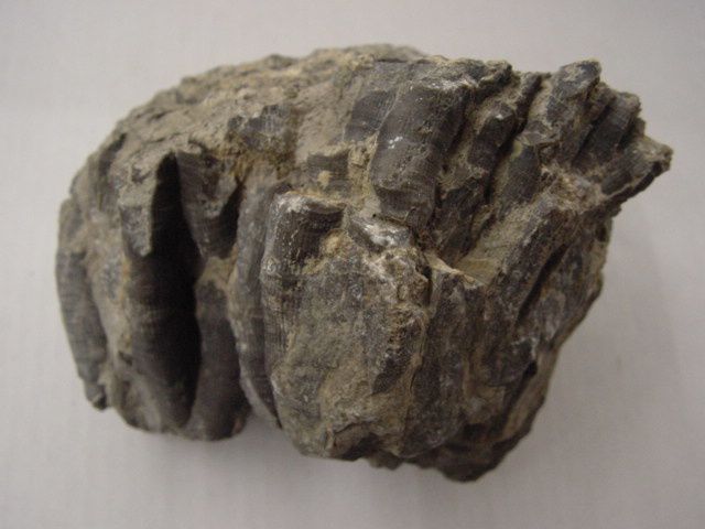 Album photo faunistique des alentours de Rochefort.
Voici les principales espèces fossiles découvertes dans cette région ardennaise.
Toutes ces pièces appartiennent à notre collection.
Phil « Fossil »