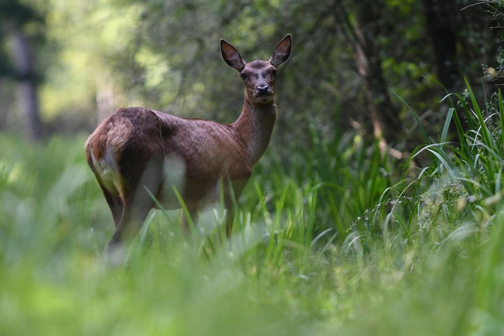 Biche (cerf élaphe).