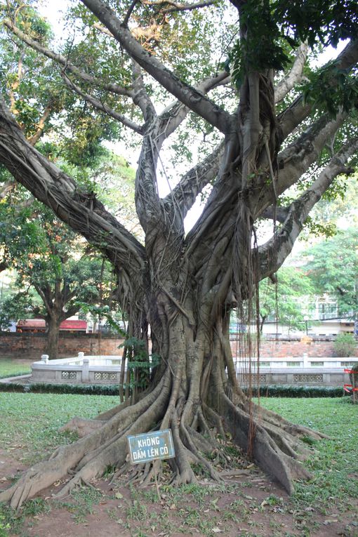 Album - Hanoi