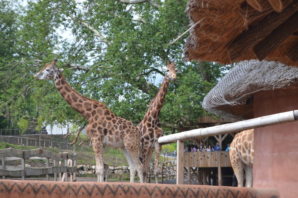 29 Juin 2014, sortie familiale de la GEA au parc Pairi Daiza à Brugelette (Belgique)