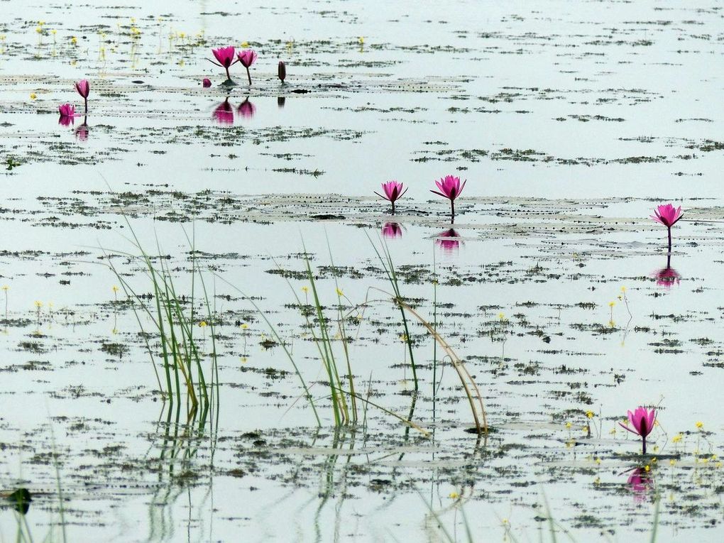 Fleurs du jour (18-26) - Lotus au Lac Nong Han