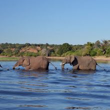 Botswana : Kasane