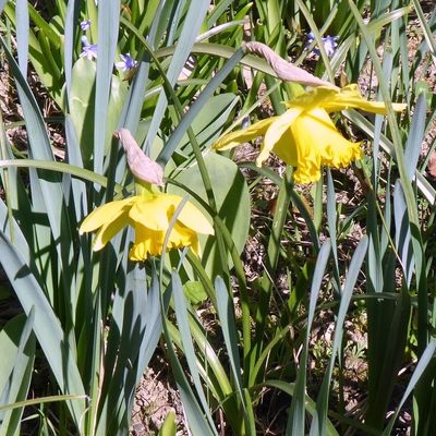 Dans mon jardin : des fleurs !