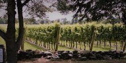 #Merlot Producers Rhode Island Vineyards