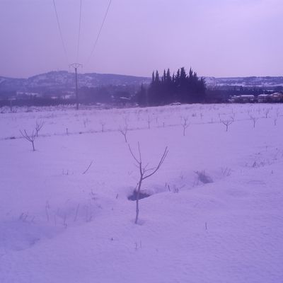 le verger sous la neige