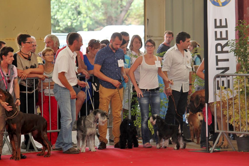 Août 2015 : Expo canine de Château-Gontier