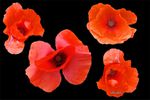 Fragile coquelicot