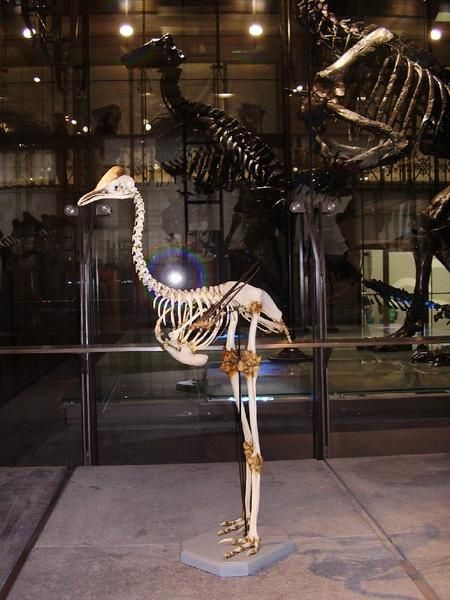 <p>
Album photo de la nouvelle aile des Dinosaures au Muséum de Bruxelles
</p>
<p>
Nous avons le grand plaisir, grâce à Christiane Fraivre que nous remercions chaleureusement ici, de vous présenter un album photo dédié à la nouvelle aile « Janlet » du Muséum des Sciences Naturelles de Belgique, et sa « Galerie des Dinosaures » flambant neuve.
</p>
<p>
Vous pourrez enfin l’admirer en toute quiétude, et ce sans même devoir sortir de chez vous !
</p>
<p>
Bonne visite virtuelle !
</p>
<p