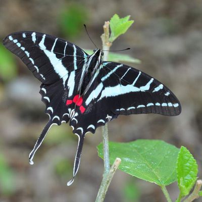 papillon | mexique