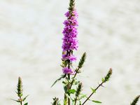 Cliquer sur une photo pour la voir en grand format (et faire défiler)