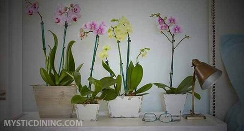 Best Pots For Growing Orchids Mystic Dining