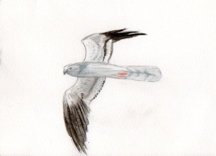 Album - Oiseaux