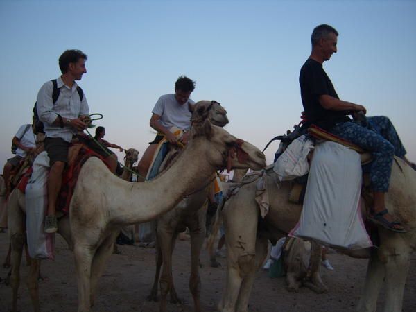 Album - DAHAB-OCTOBRE-2008-VAUTOURS