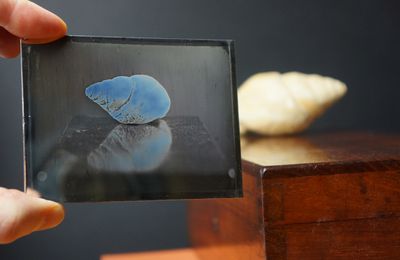 Blue Fossil